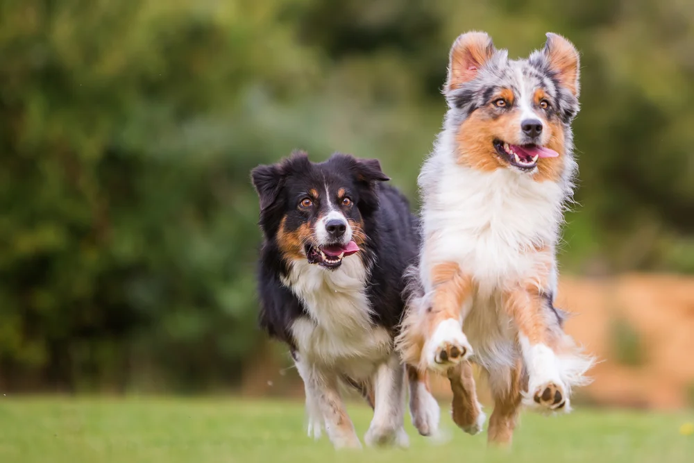 Dogs running together — improved behaviour