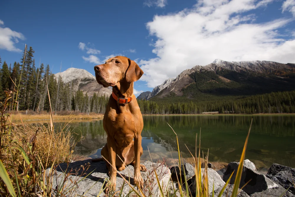 Dogs safely crated for travel