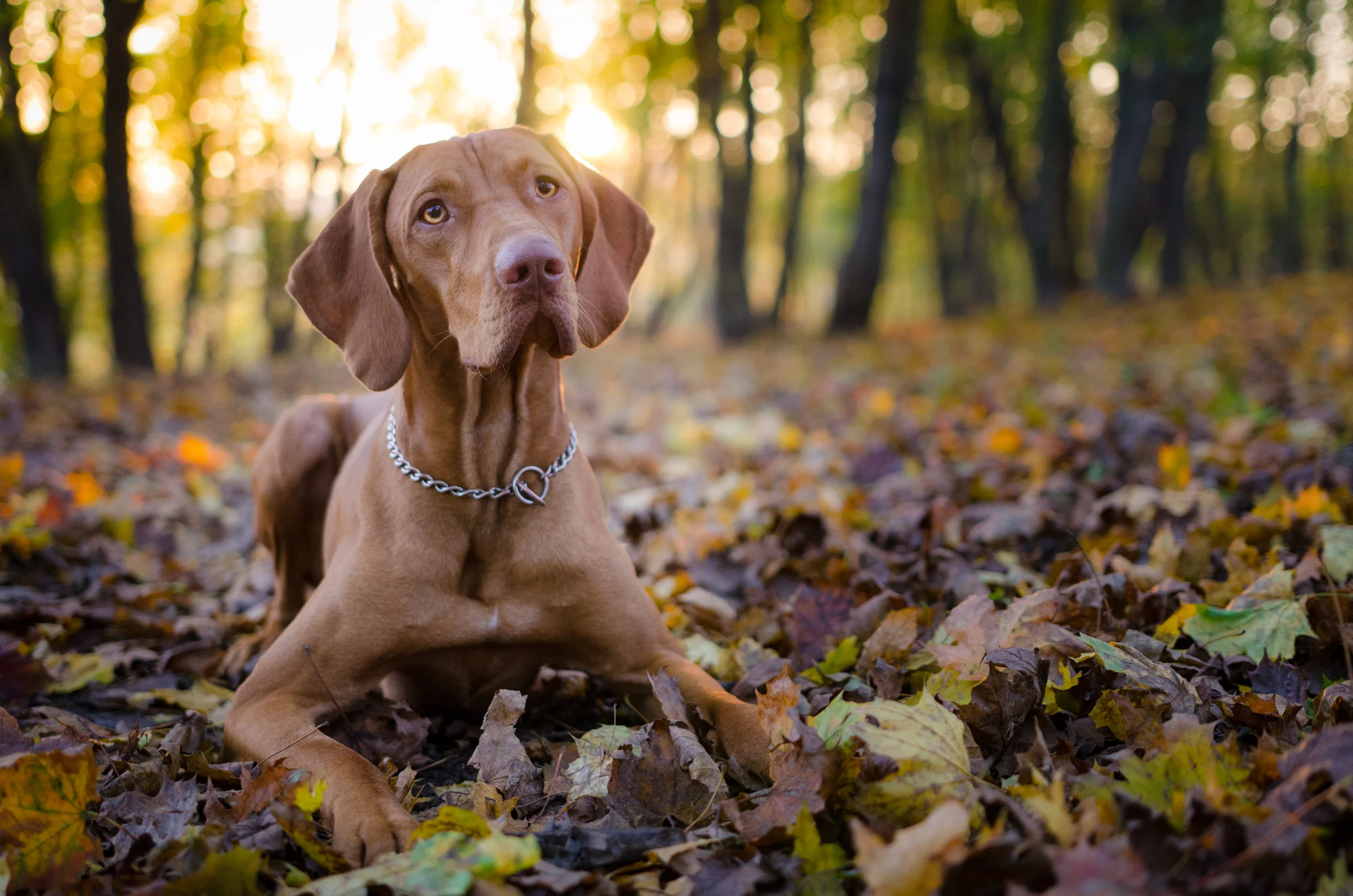 Dog on a forest trail