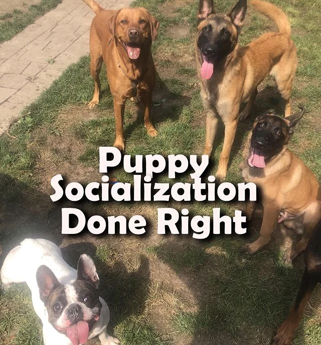 K9 Expeditions dogs on the trail — photo 11