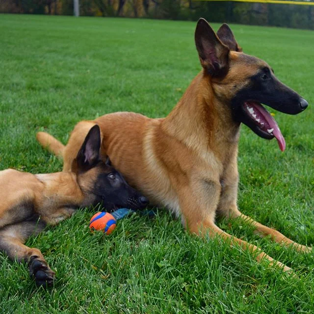 K9 Expeditions dogs on the trail — photo 3