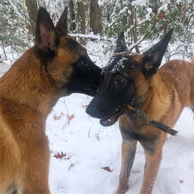 K9 Expeditions dogs on the trail — photo 4