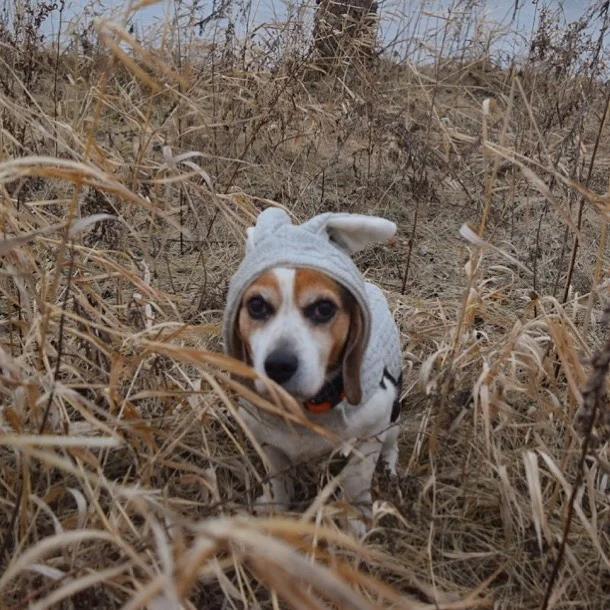 K9 Expeditions dogs on the trail — photo 6