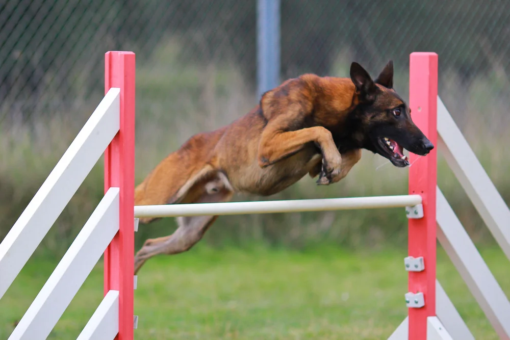 Dog Training
