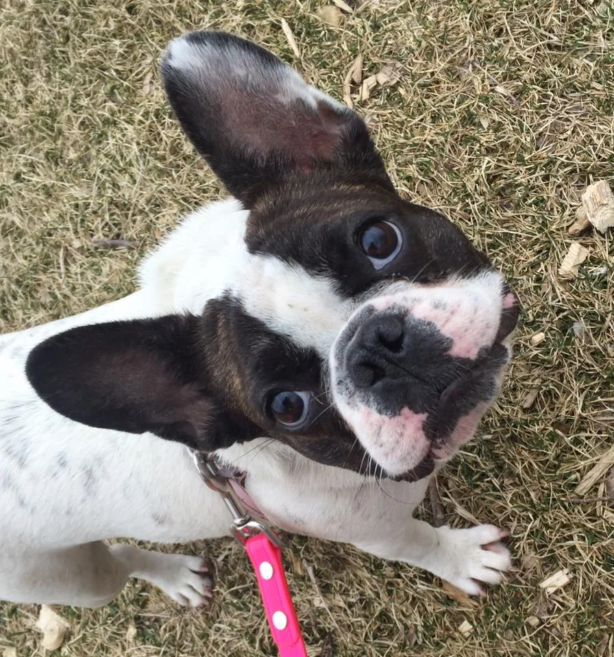 Snoopie