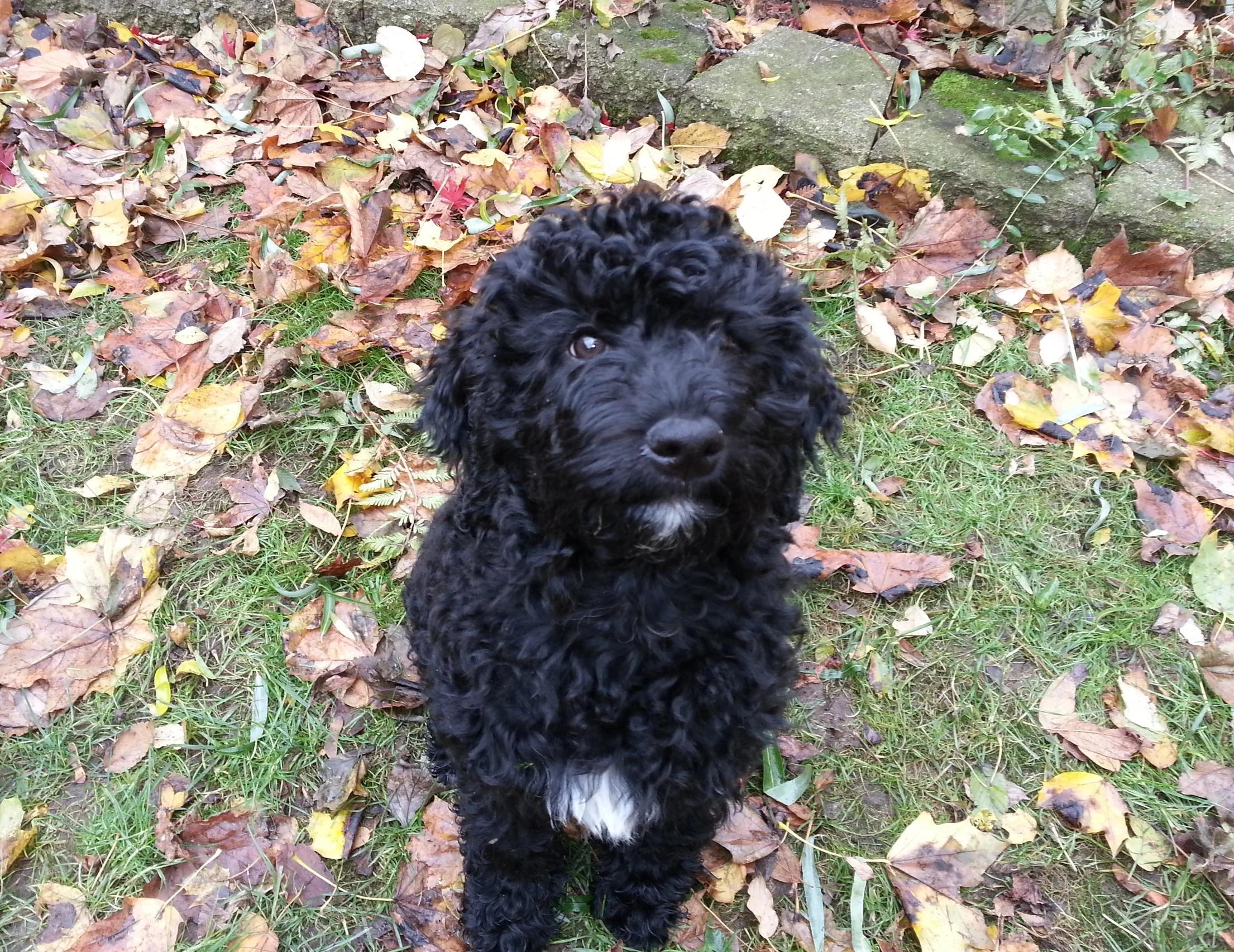 Puppy training session